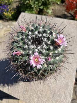 Mammillaria hertrichiana